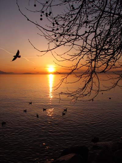 Arbre sur coucher de soleil