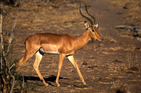 Fier impala