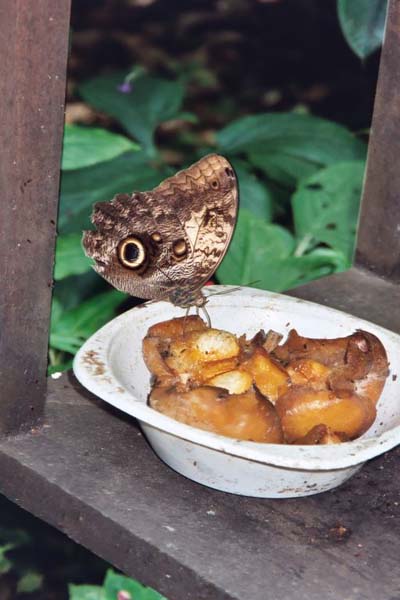 Papillon � la Banane