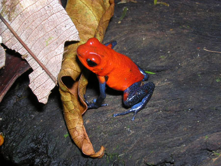 Grenouille Costa Rica