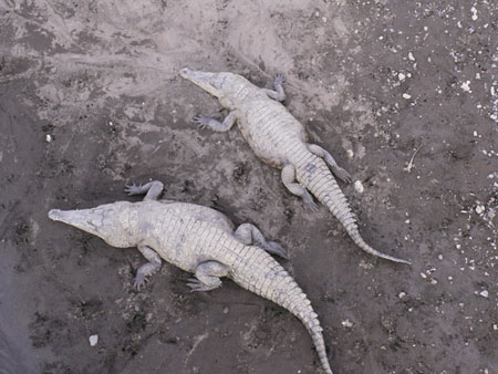 Crocodiles se pr�lassant
