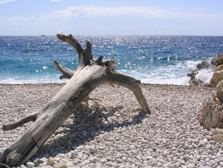 L'arbre � la plage