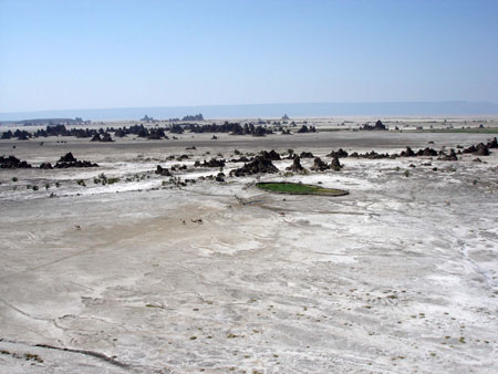 Oasis