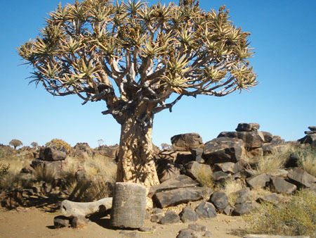 Kokerboom au coeur du chaos basaltique