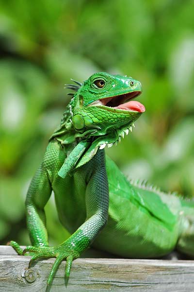 Iguane
