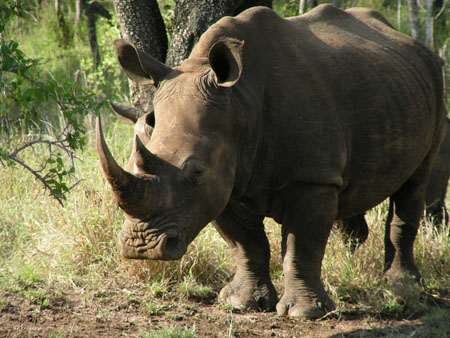 Rhinoc�ros
