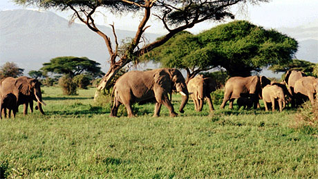 El�phants