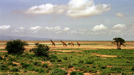 Girafes
