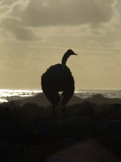 Autruche au soleil couchant