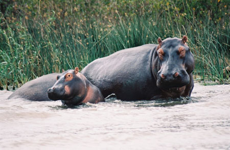 Hippo M�re et Fille