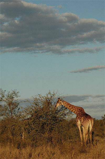 Girafe
