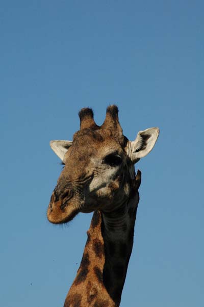 Girafe
