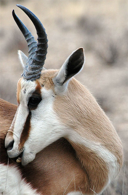 Springbok