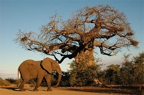 El�phant et baobab