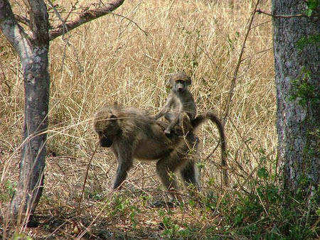Famille de singes