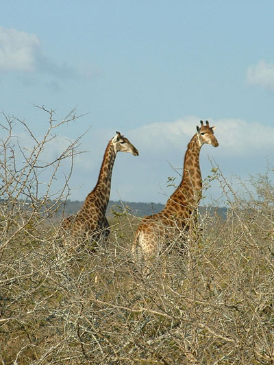 Mister & Miss girafe