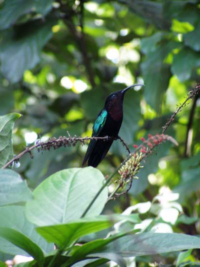 Sucrier au jardin botanique