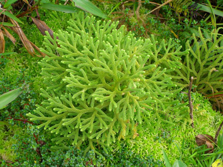 Plante
