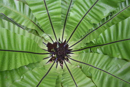 Coeur vert de Kandy