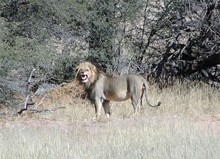Lion