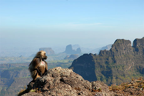 Baboin gelada