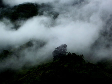 Arbre dans la brume