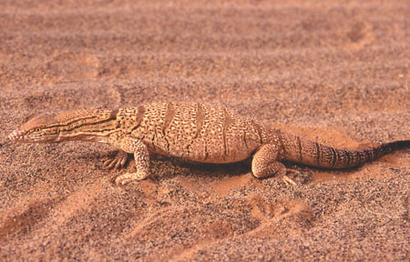 Varan