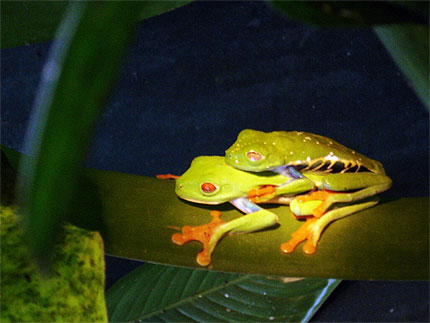 rares et surprenantes grenouilles