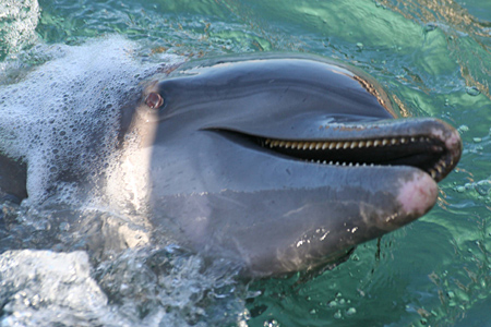 Le salut du dauphin
