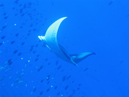 Raie manta