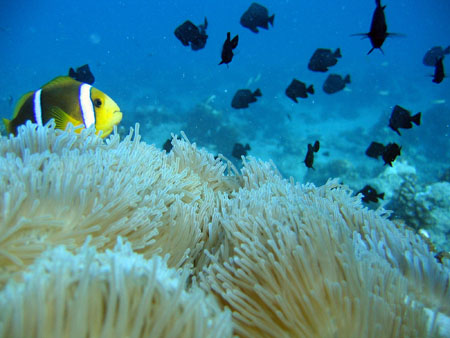 Poisson clown
