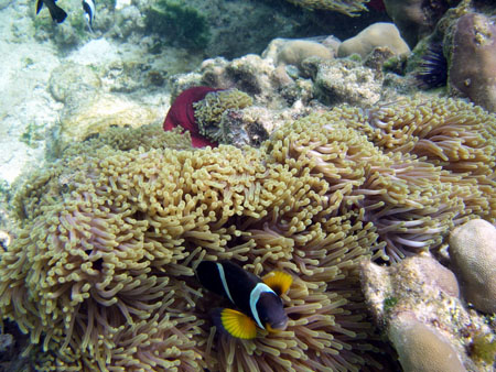 Poisson Clown