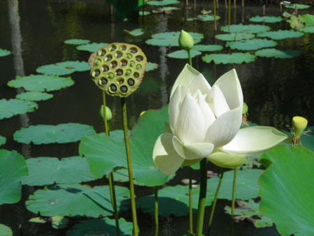Lotus