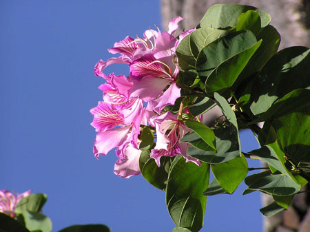Fleur