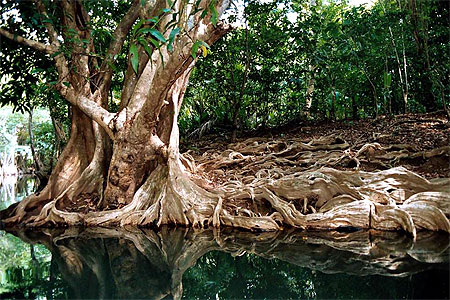 Pal�tuvier dans la mangrove