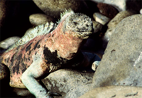 Iguane marin