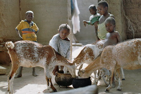 Les enfants de Sadja