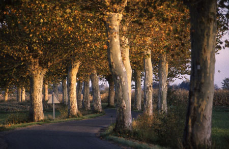 Route alsacienne