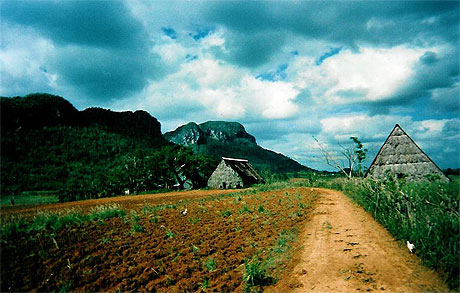 Plantations de tabac