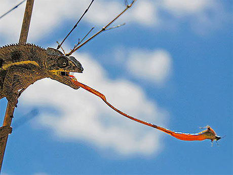 La chasse du cameleon