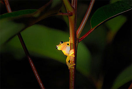 Grenouille arboricole