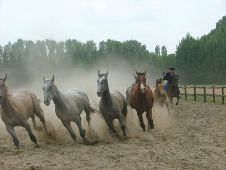 Les chevaux de la Puszta