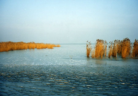 Cannes dans la glace