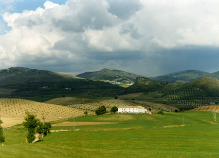 Collines vertes 