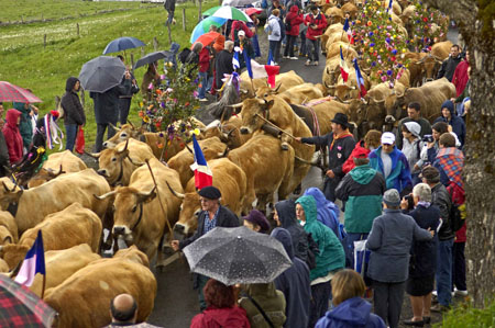 Transhumance en Aubrac