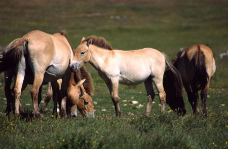 Chevaux de Przewalski