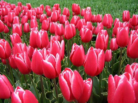 Tulipes