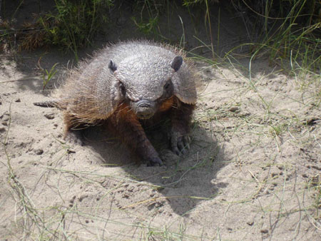 Les nettoyeurs de Punta Norte