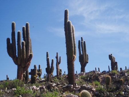 Cactus