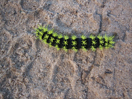 Chenille